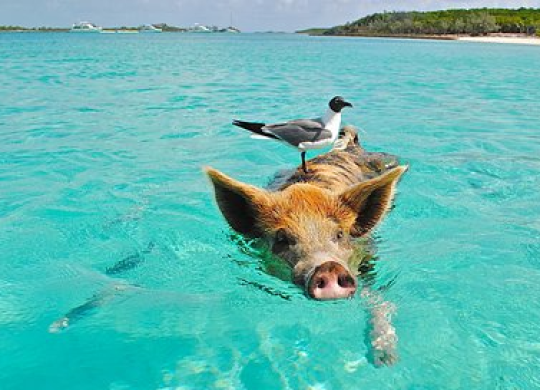 Tipps für Touristen bei einem Besuch der farbenfrohen Bahamas: Was Sie unbedingt sehen sollten