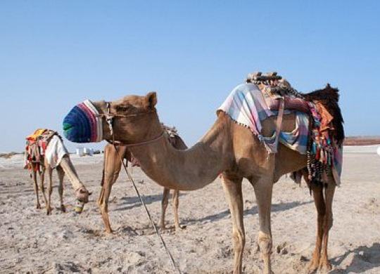 Visado turístico para Qatar: ¿qué merece la pena visitar en el país?