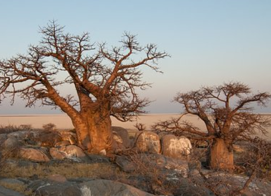 Was ein Tourist über die Medizin in Botswana wissen muss, bevor er in das Land reist