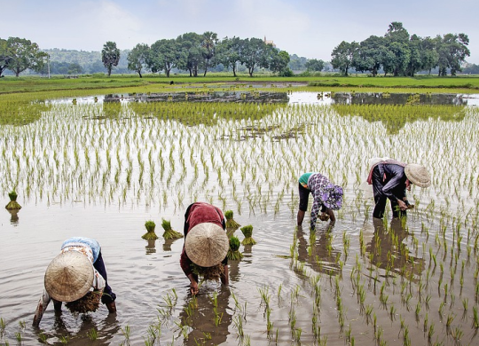 Visa de trabajo en Vietnam: requisitos, paquete de documentos y procedimiento de solicitud